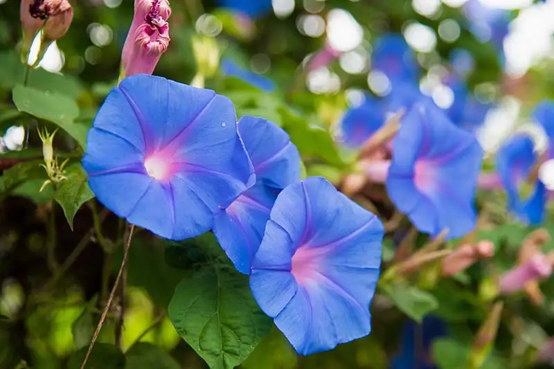 morning glory seeds close-up