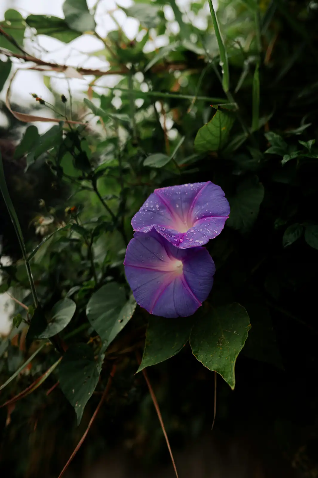 planting morning glory seeds in garden