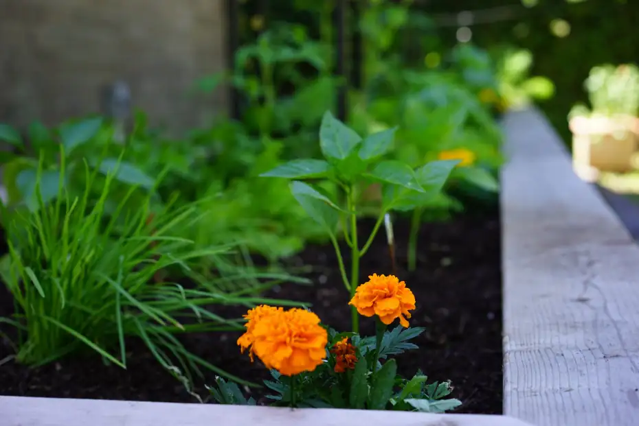 marigolds in garden