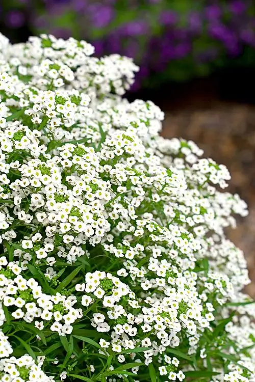 sweet alyssum flowers garden