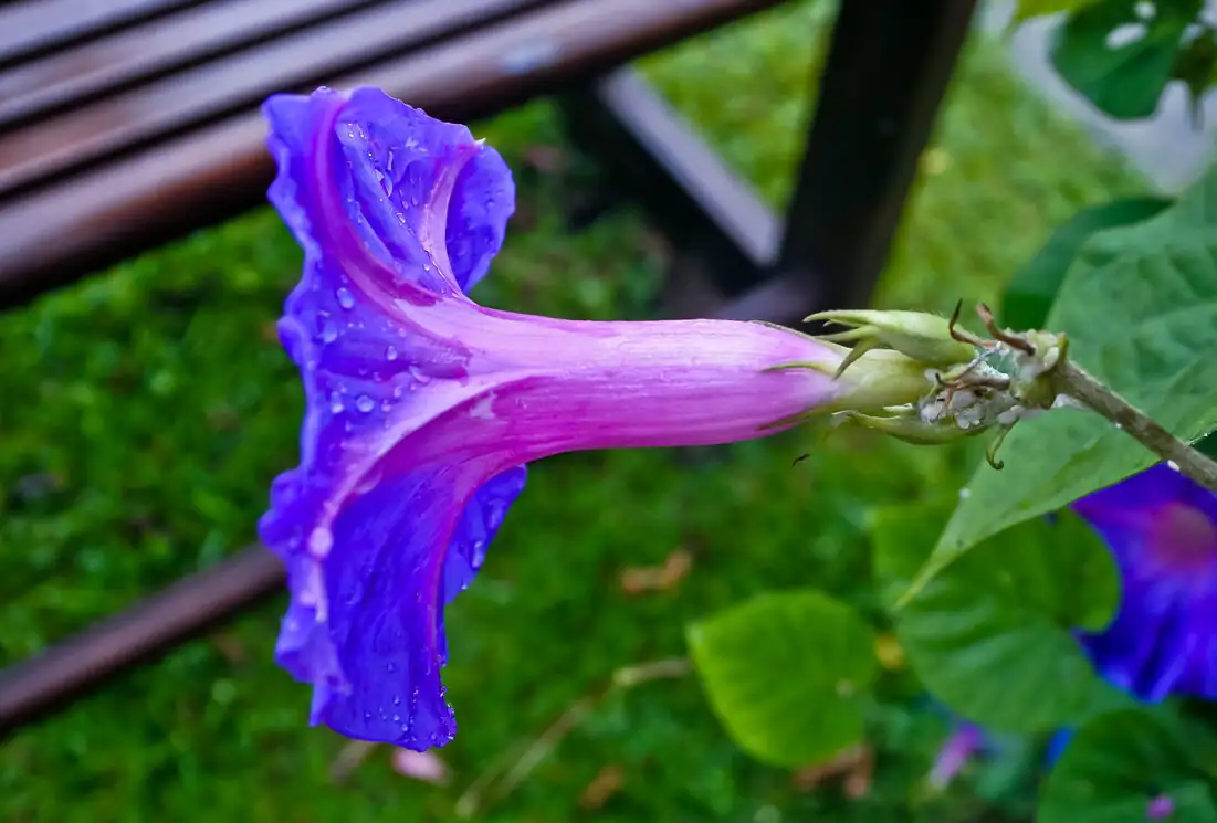 短暂却闪耀：牵牛花的花语与文化意义