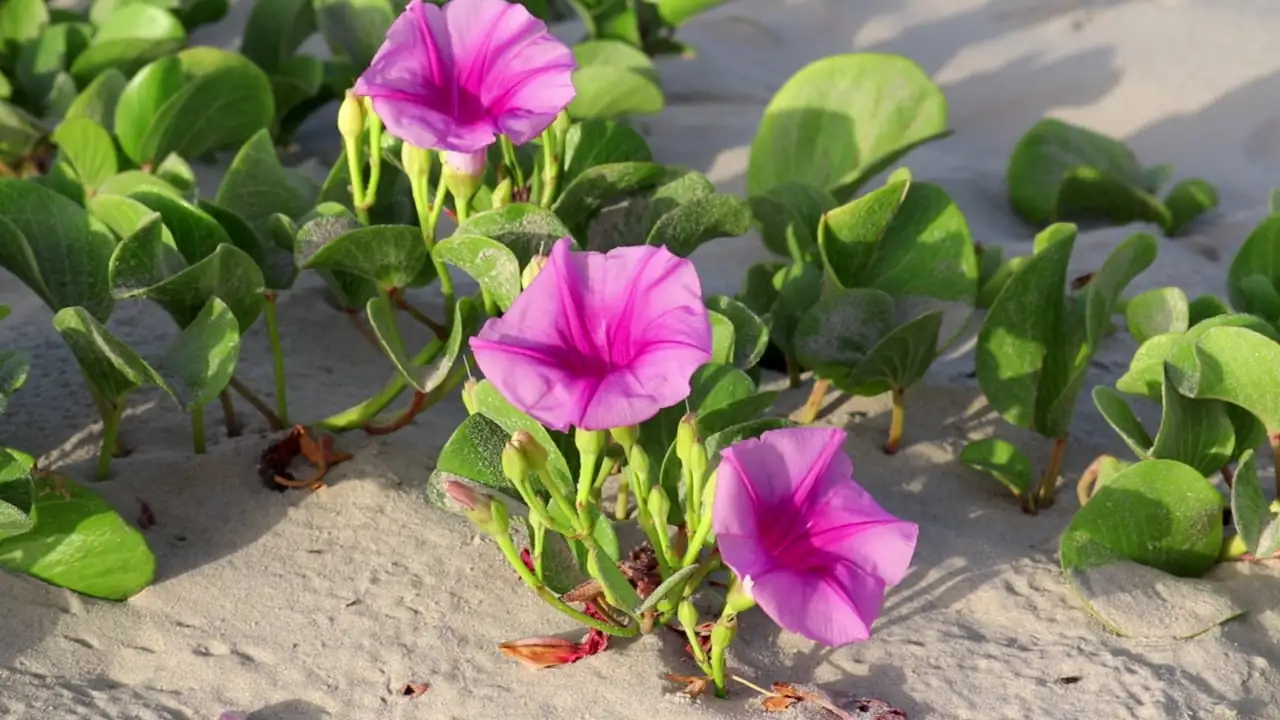 morning glory garden trellis