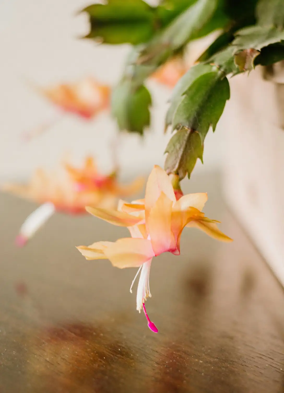 Mastering Christmas Cactus Care: Secrets to Year-Round Blooms