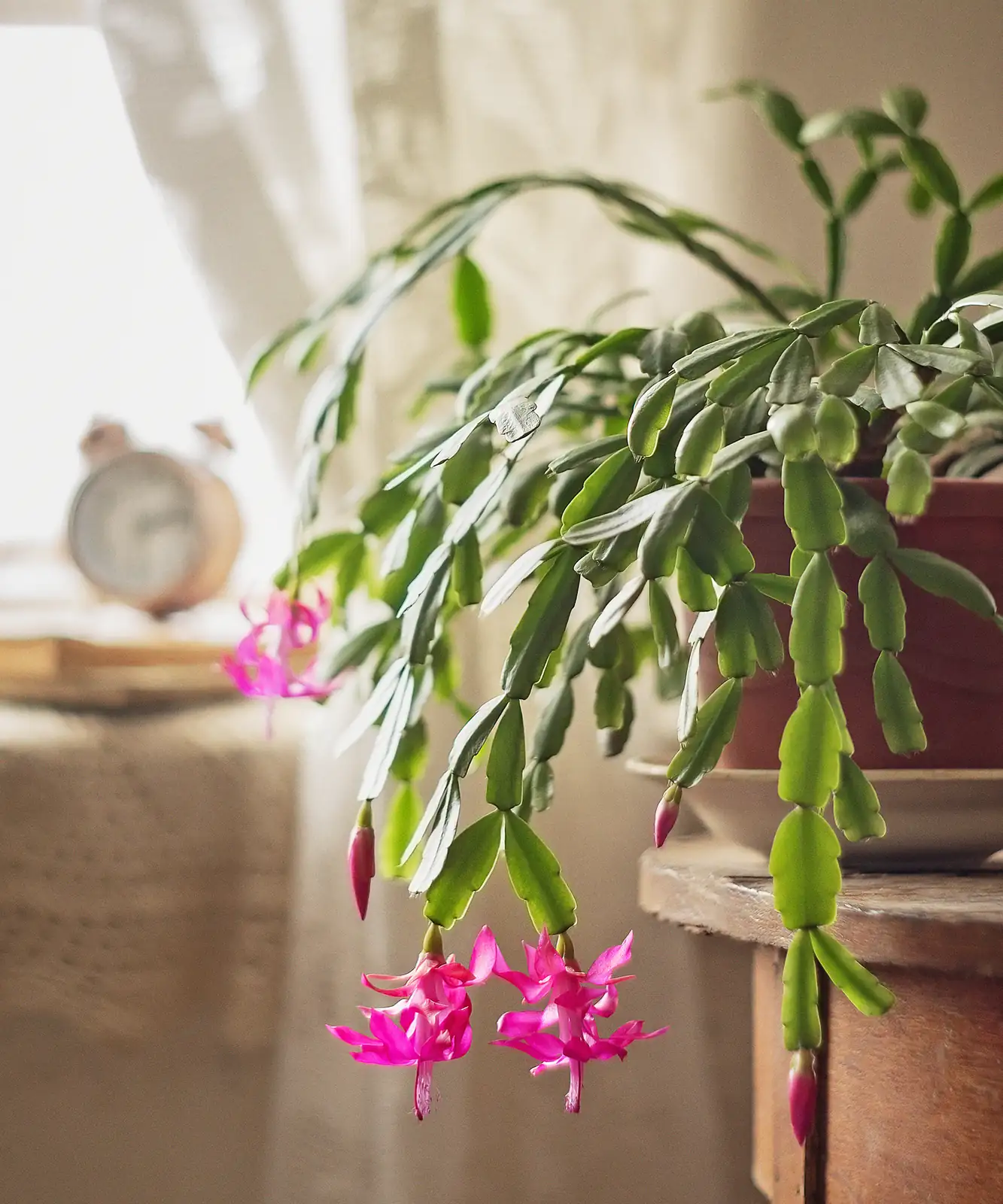 Christmas Cactus in bright indirect light