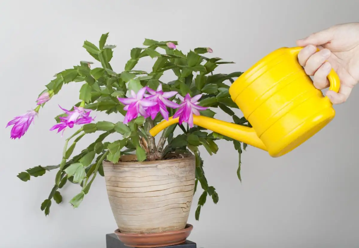 watering Christmas Cactus
