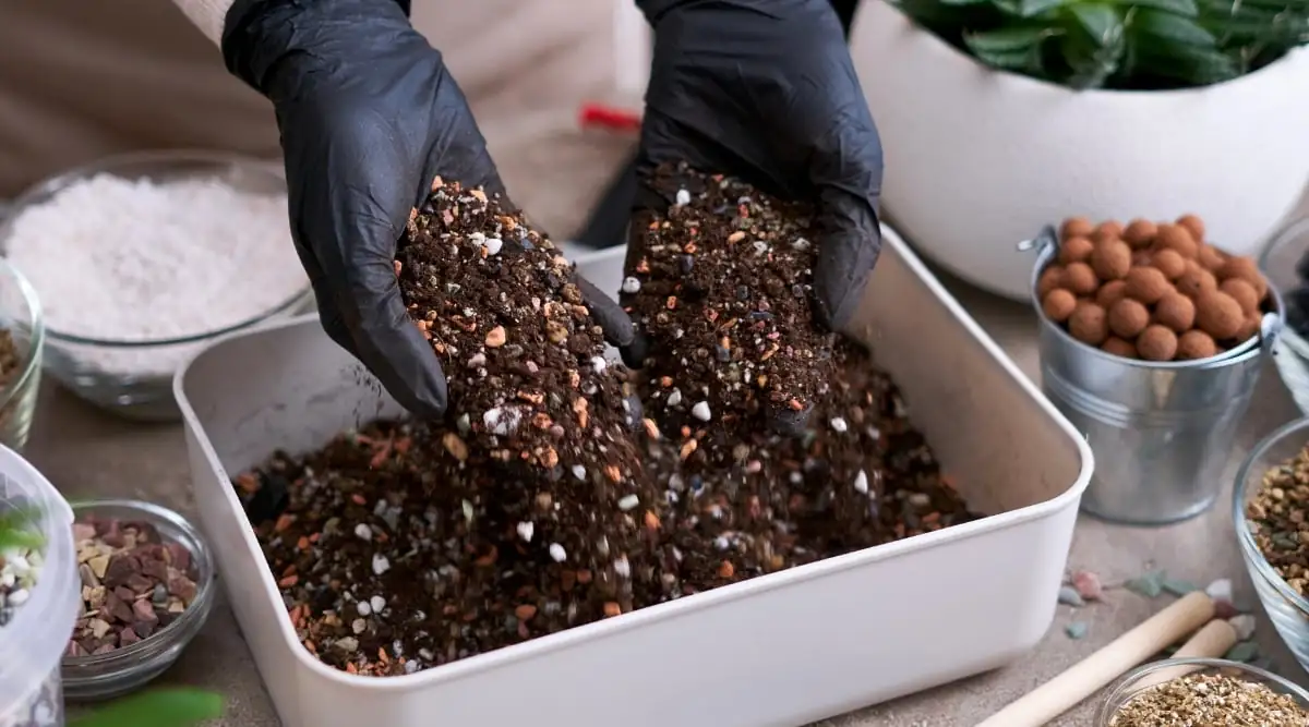 Christmas Cactus soil mix preparation