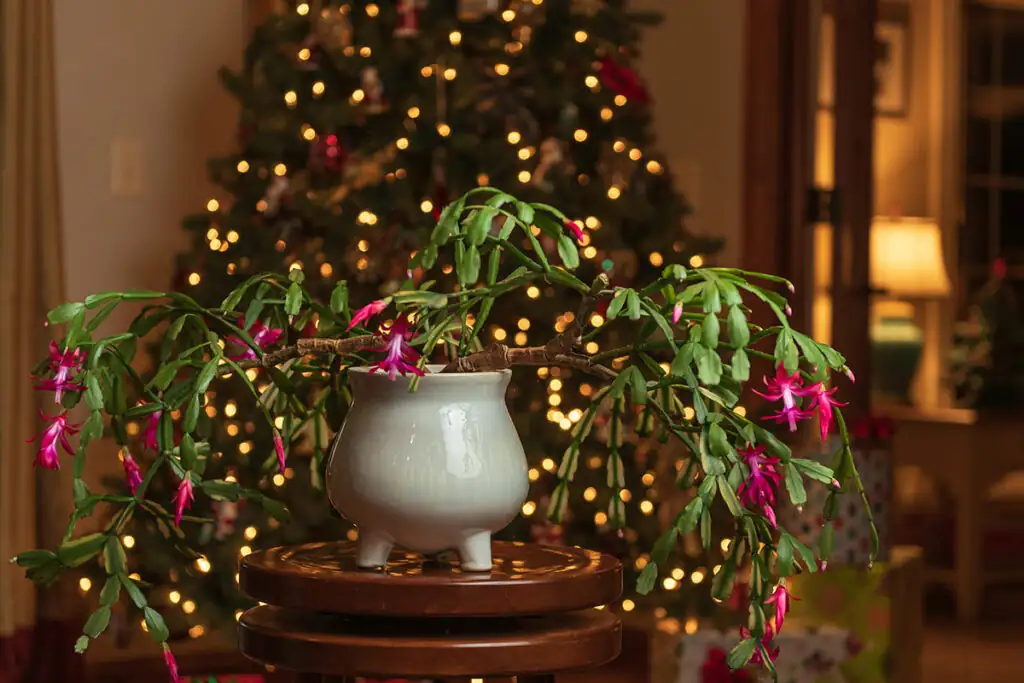 Troubleshooting Your Christmas Cactus: Common Pests and How to Vanquish Them