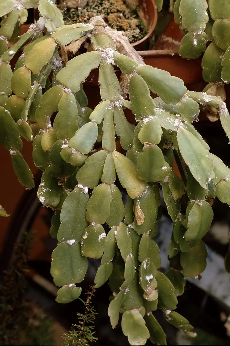 mealybugs on cactus close-up