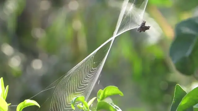 spider mites webbing on cactus