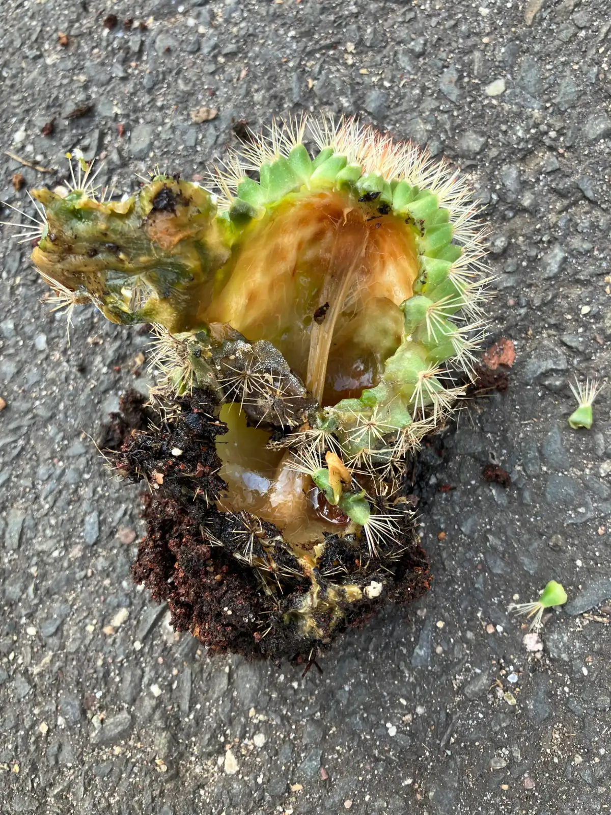 cactus root rot treatment process