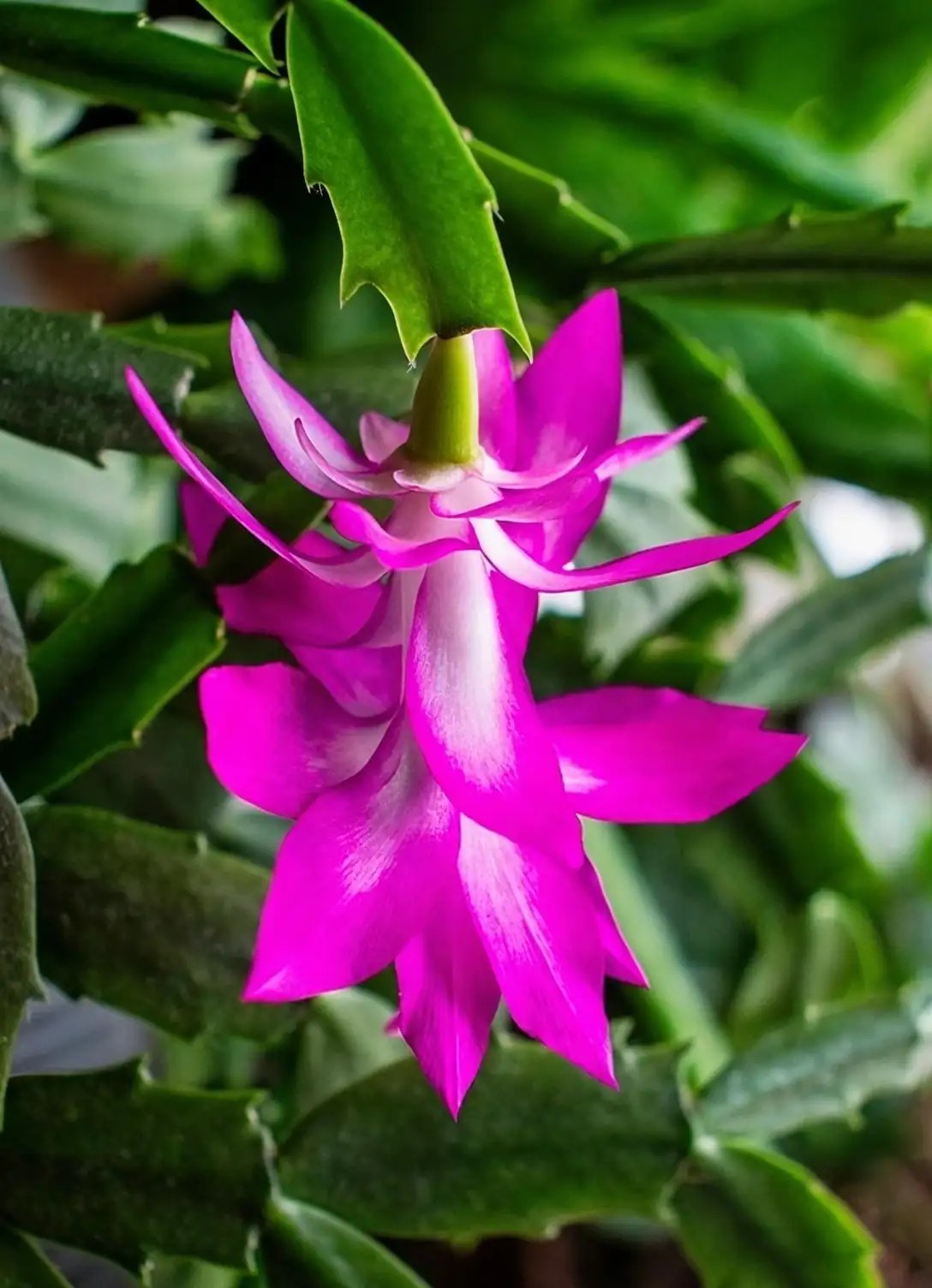 schlumbergera truncata on tree