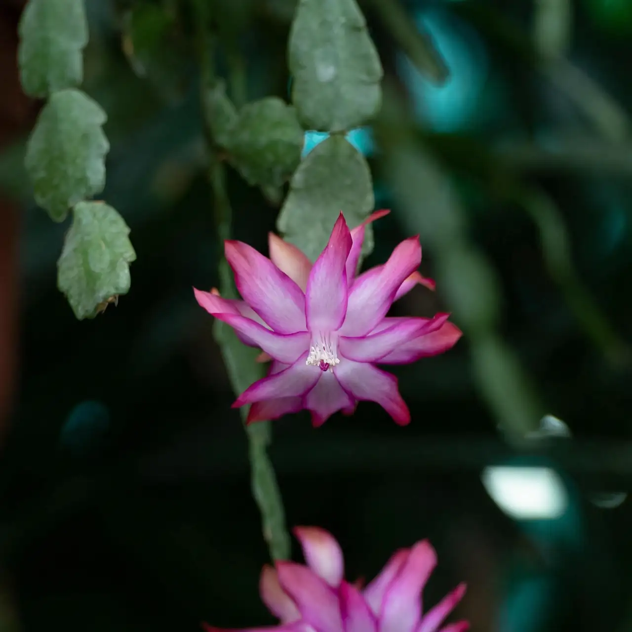 christmas cactus in glasshouse