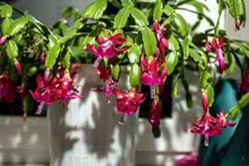 christmas cactus blooming indoors