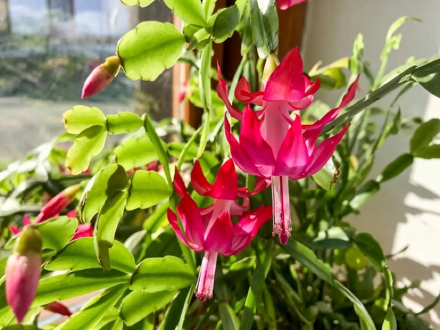 Christmas Cactus flower close-up
