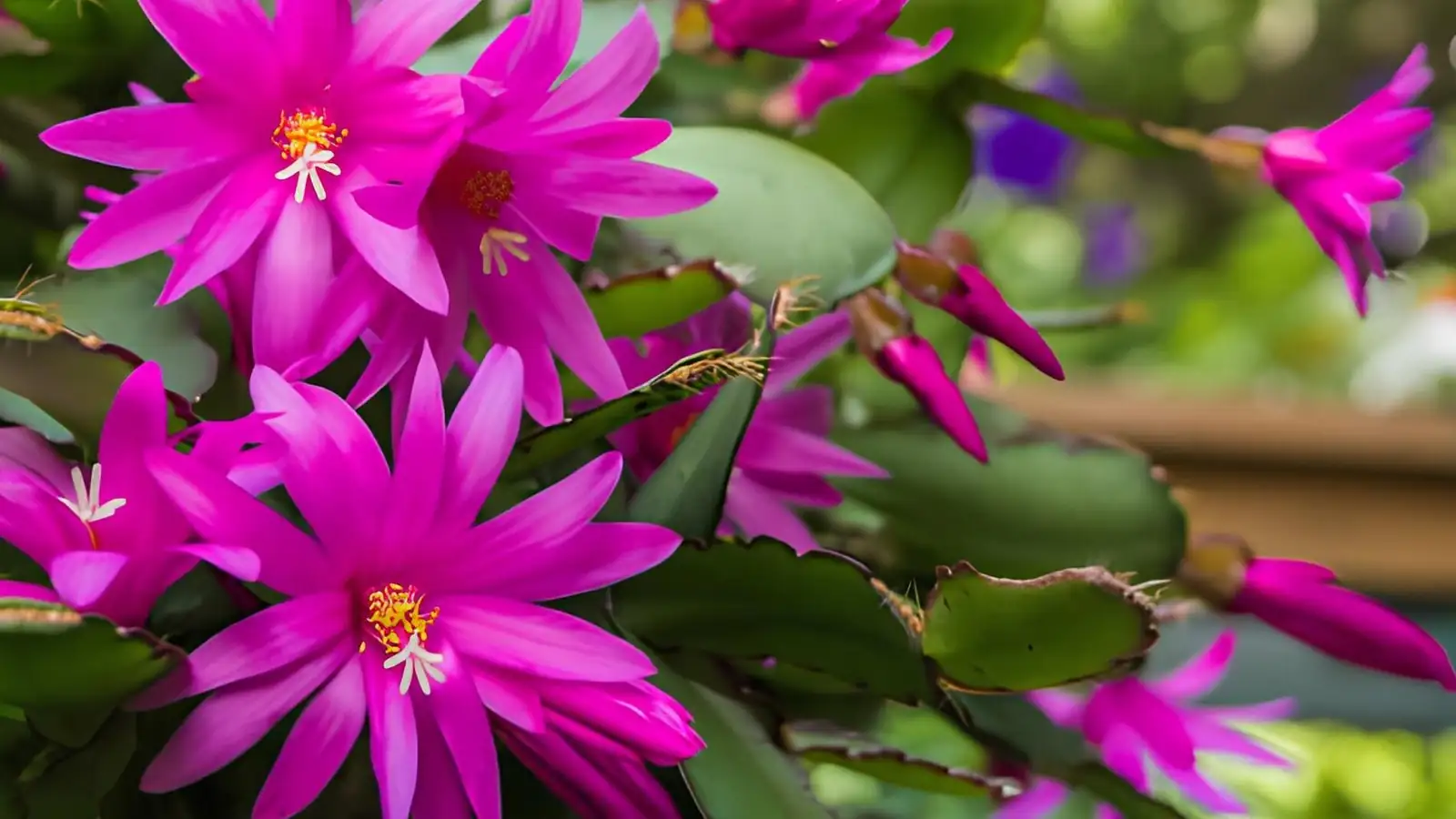 Christmas Cactus indoor care setup