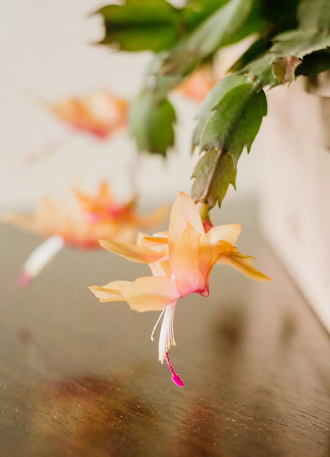 Christmas Cactus in rainforest