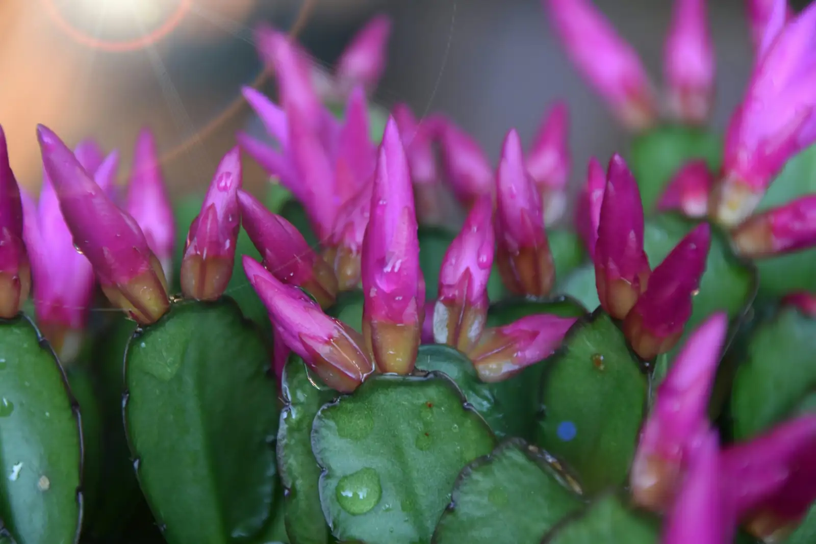Christmas Cactus pink flowers close-up