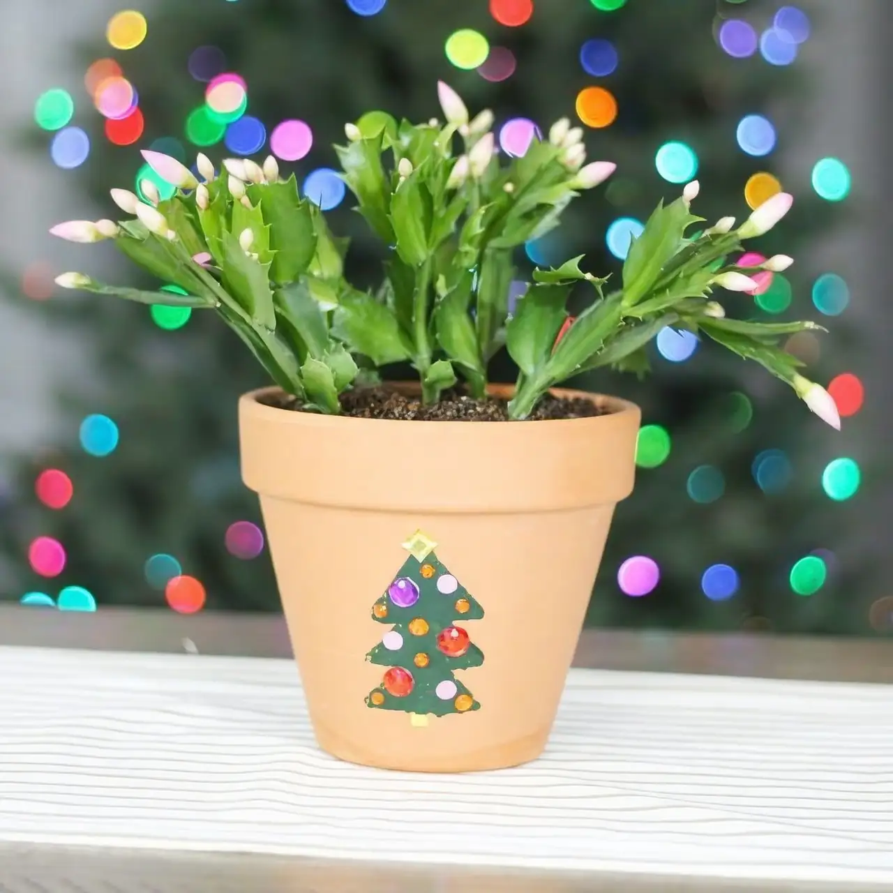 Christmas Cactus as holiday gift