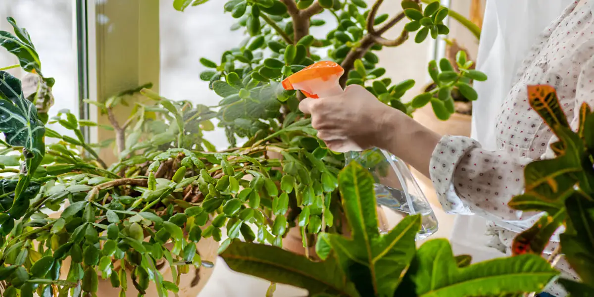 Decorating with Christmas Cacti: Adding a Tropical Touch to Your Winter Decor