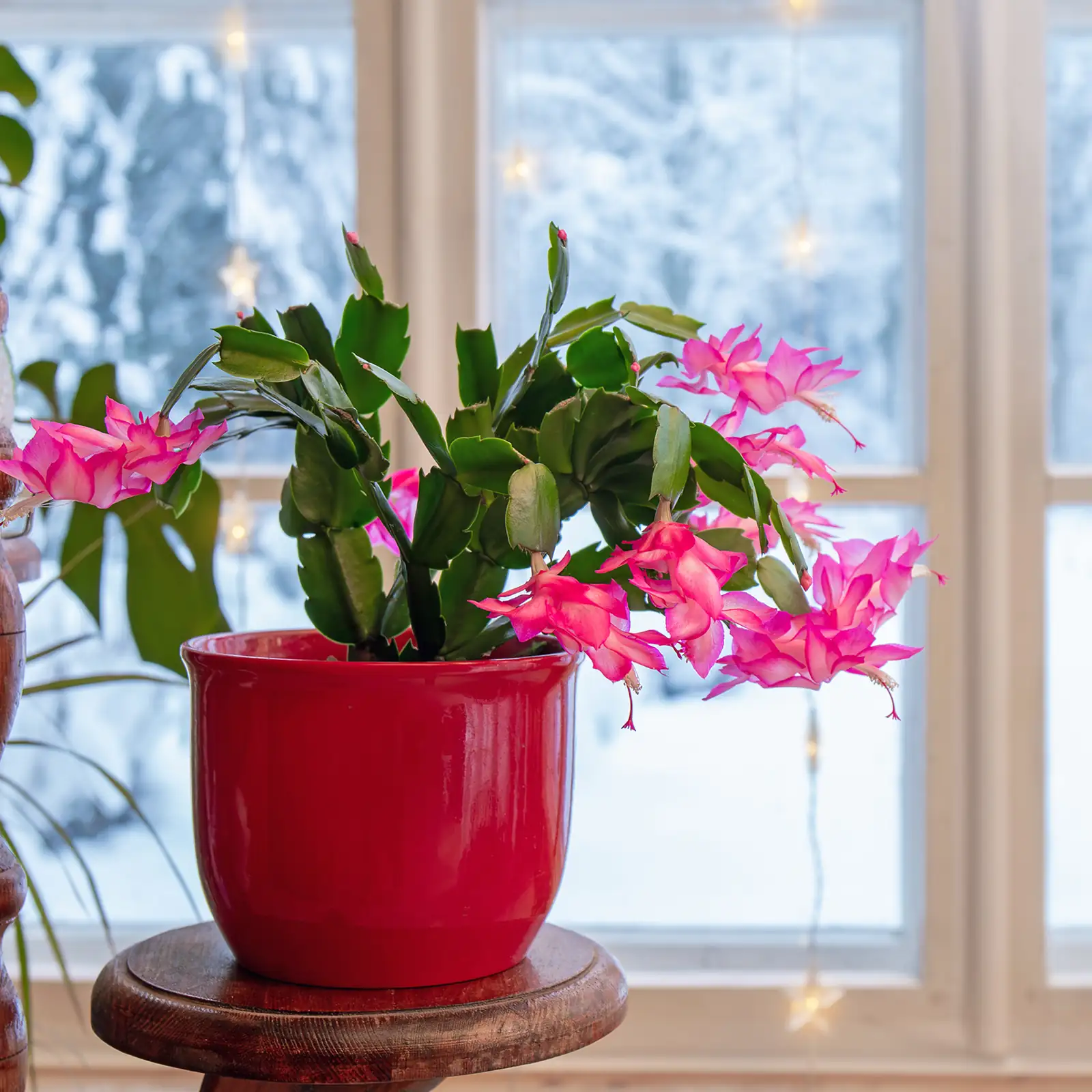 Christmas cactus holiday centerpiece