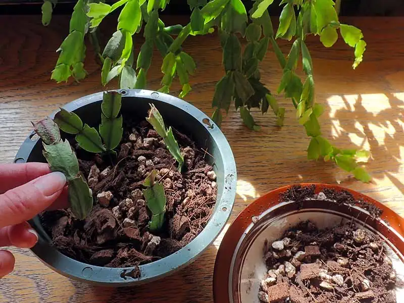 Planting Christmas Cactus cuttings in soil