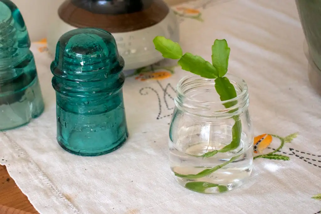 Christmas Cactus cuttings in water
