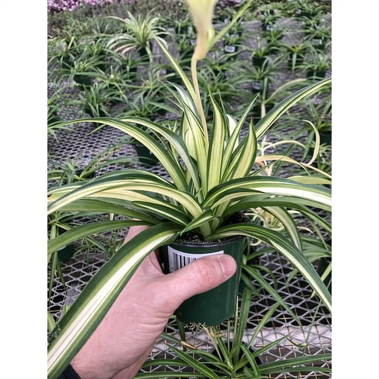 Spider Plant with Christmas Cactus