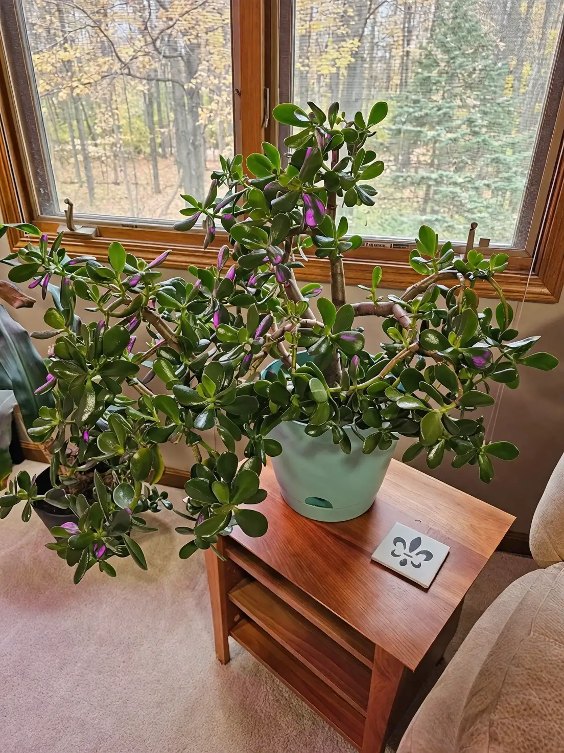 Jade Plant and Christmas Cactus arrangement