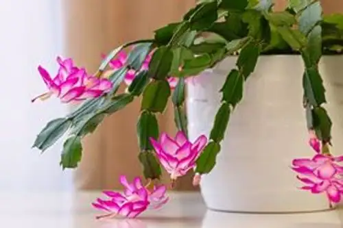 节日花卉中的明星：蟹爪兰为何如此受欢迎？