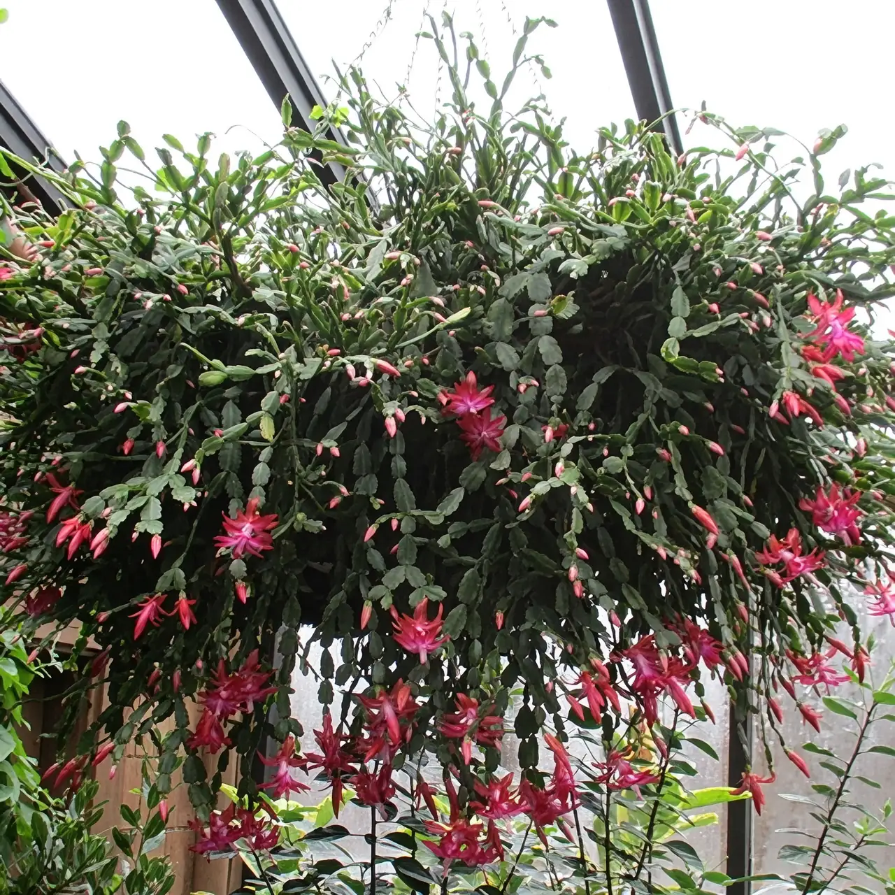 Christmas cactus hanging basket