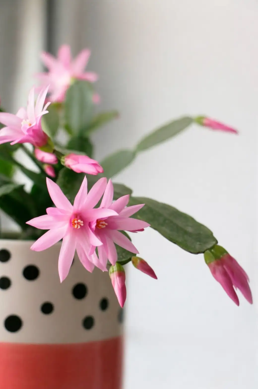 Christmas cactus care tips