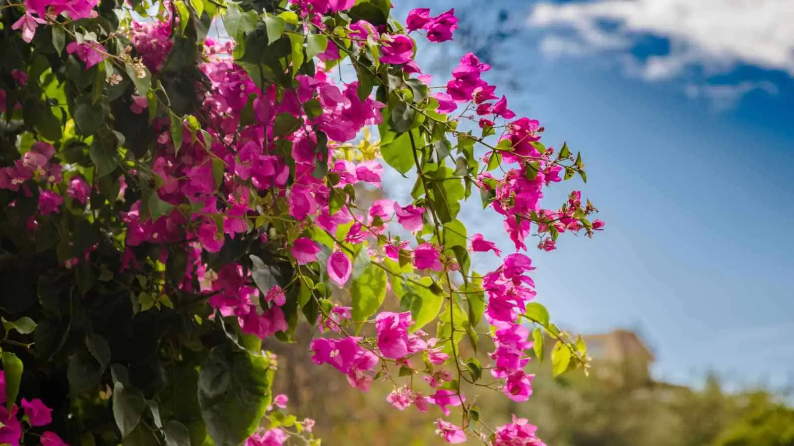 Conquering Bougainvillea: The Ultimate Care Guide for Vibrant Blooms