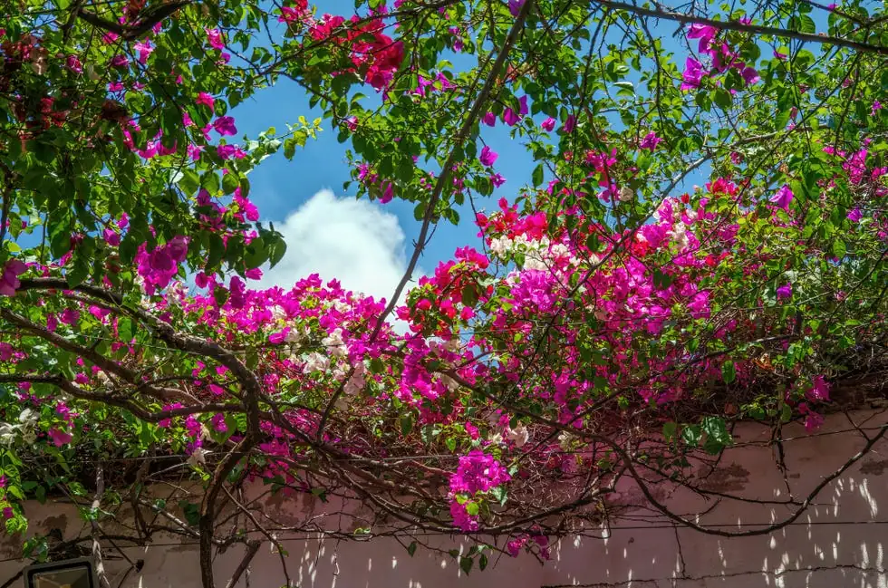 bougainvillea in sunlight patio
