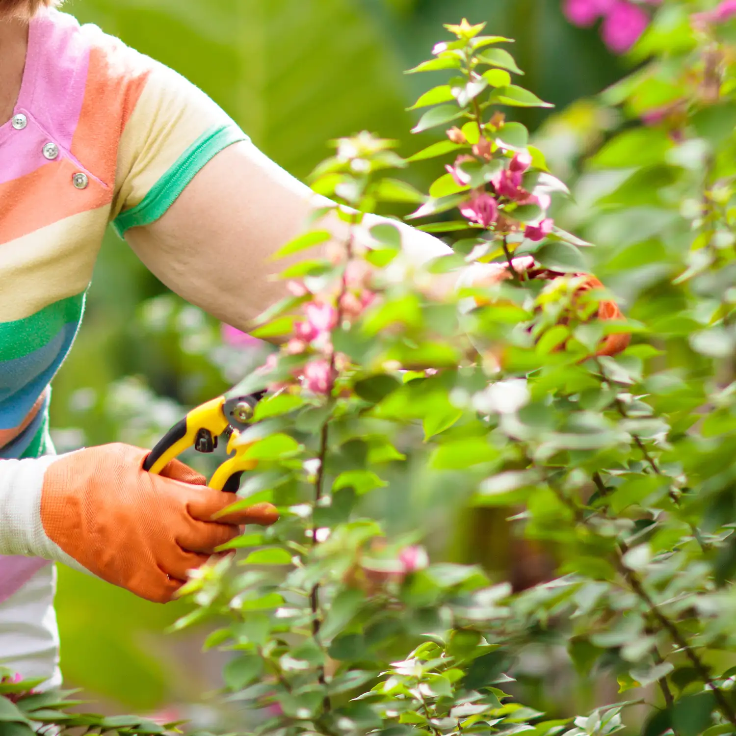 pruning bougainvillea plant