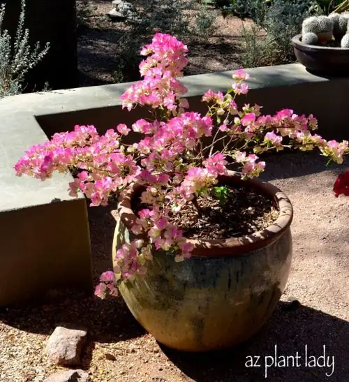 bougainvillea in container indoors