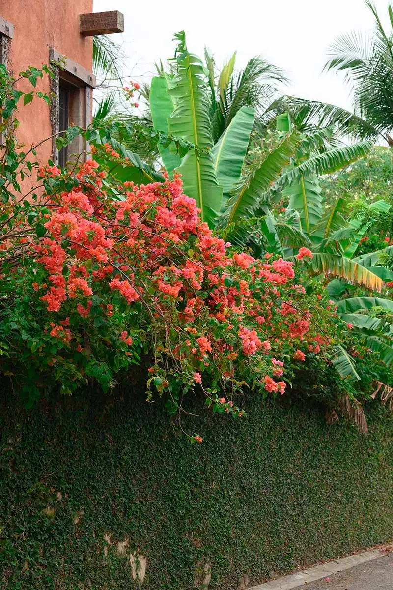 Bugs and Bougainvillea: How to Tackle Common Pests and Diseases
