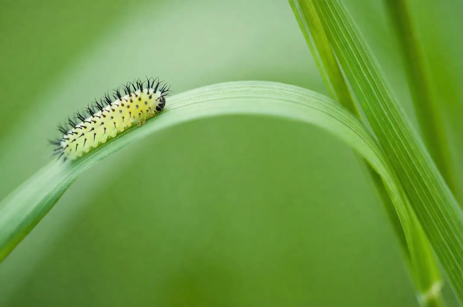 bougainvillea looper caterpillar on leaf