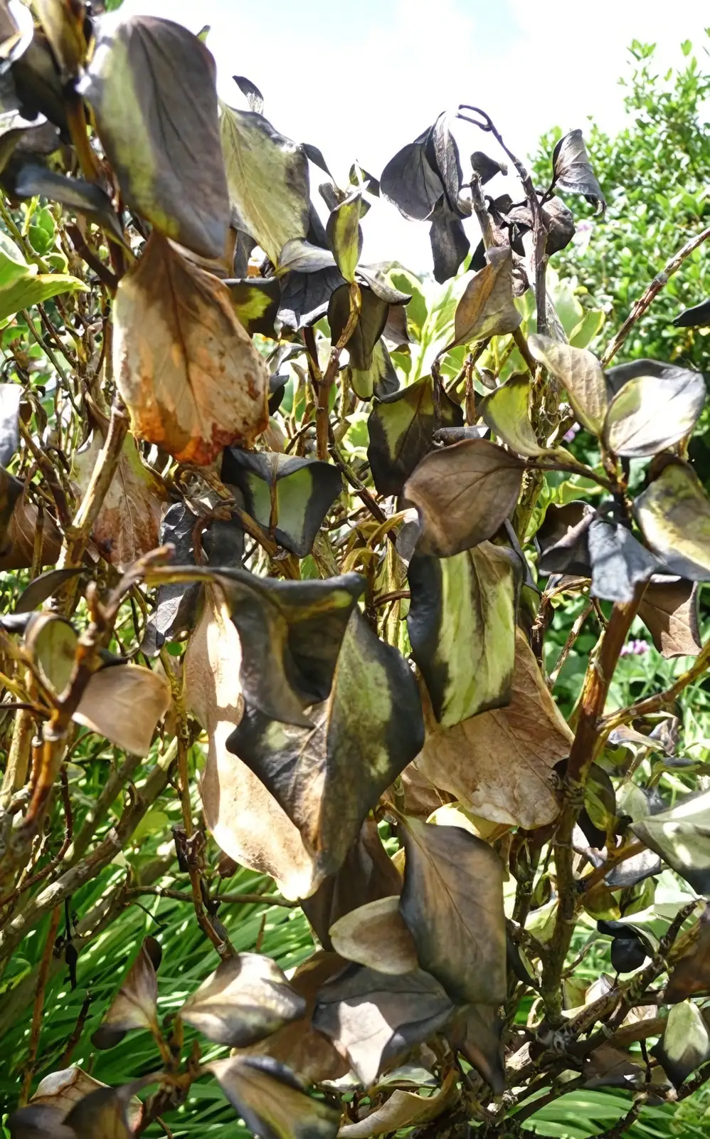 bougainvillea root rot affected plant