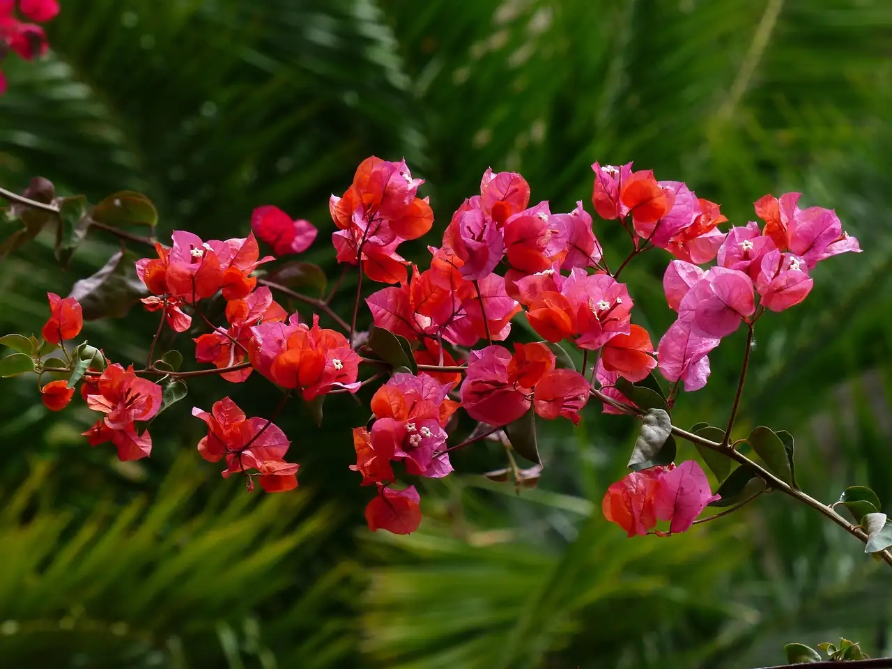 From Admiral to Garden Star: The Bougainvillea’s Journey Through History