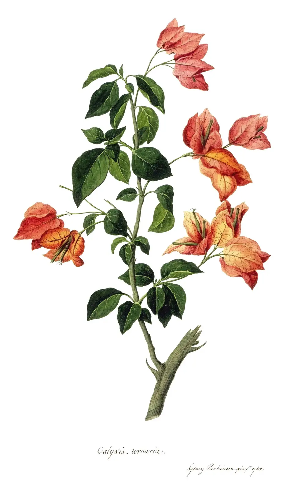 historical botanical illustration bougainvillea