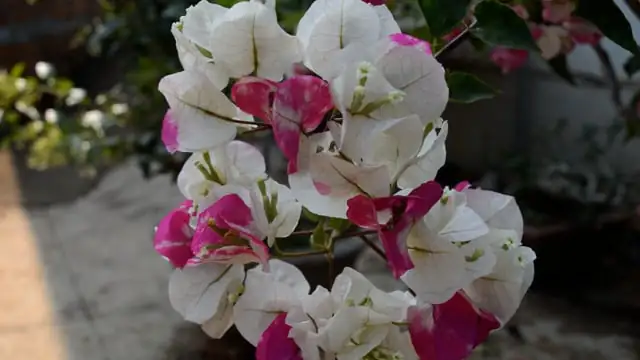 bougainvillea close-up bracts and flowers