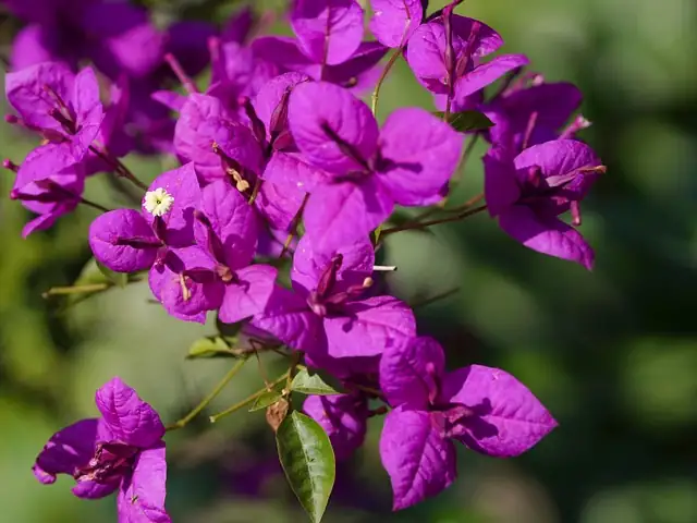 Bougainvillea: More Than Just a Pretty Face! Quirky Facts You Didn’t Know