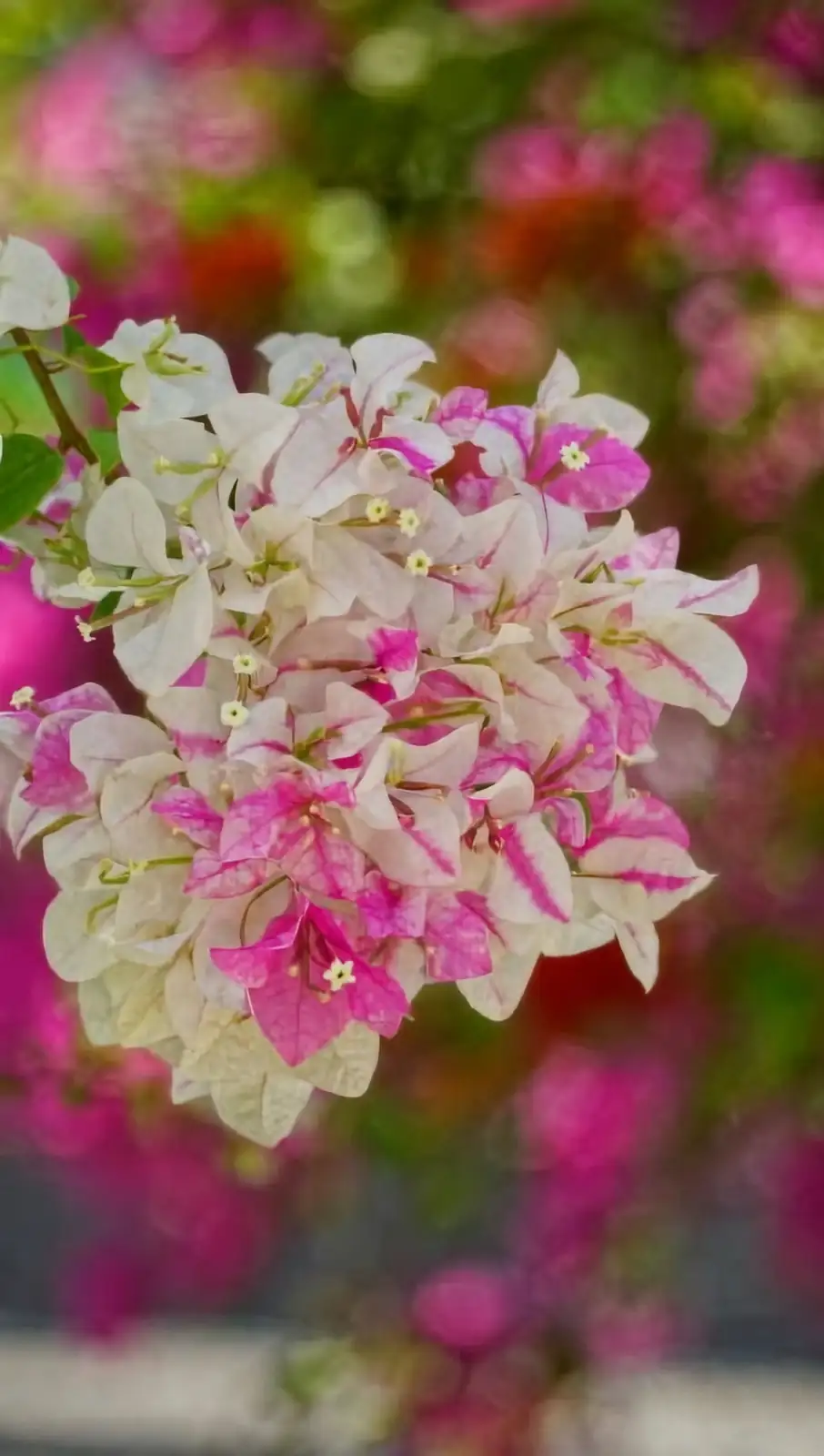 bougainvillea bracts close-up