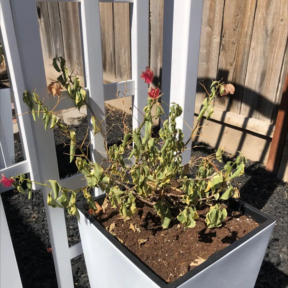 bougainvillea in dry soil