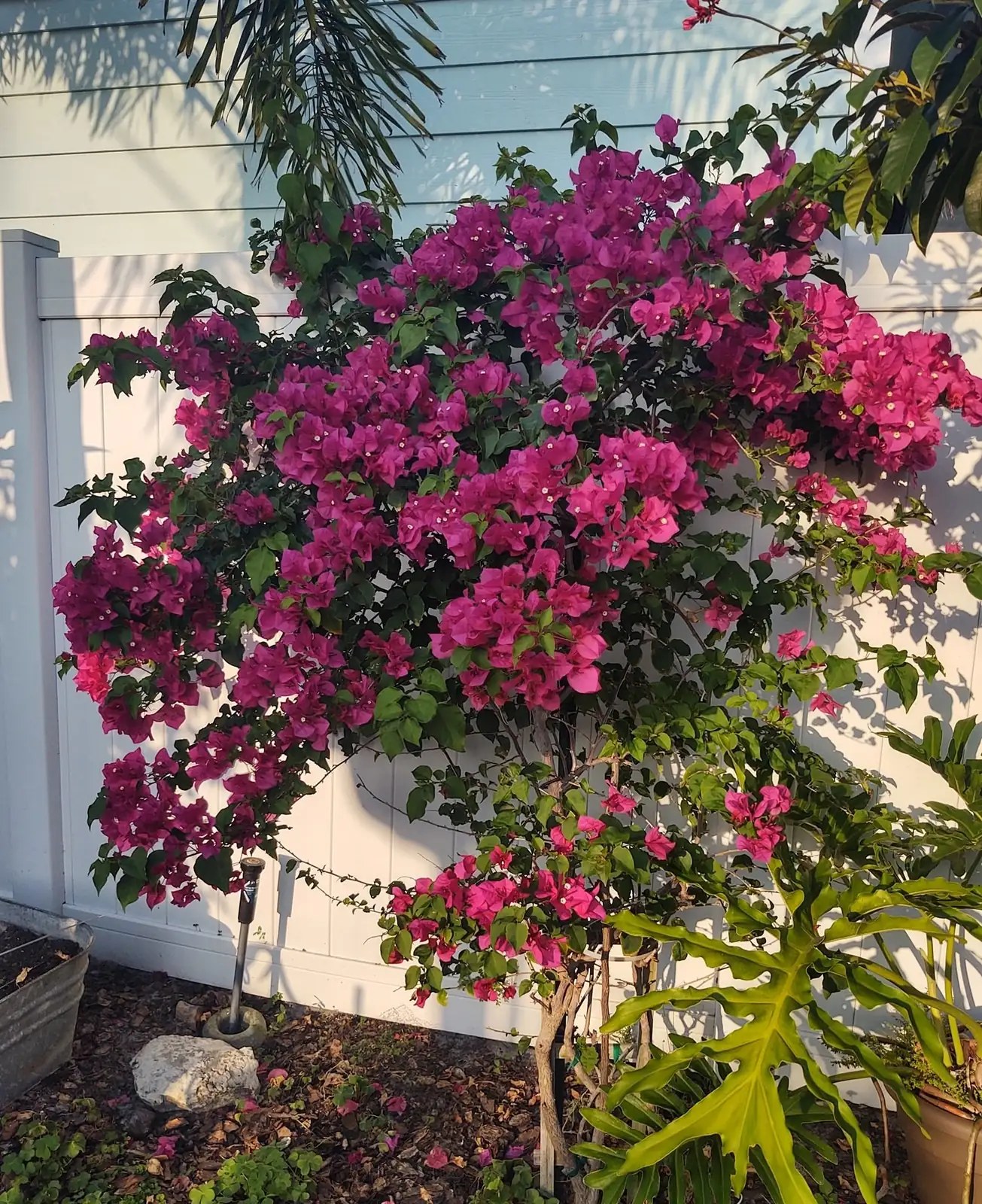 bougainvillea climbing trellis