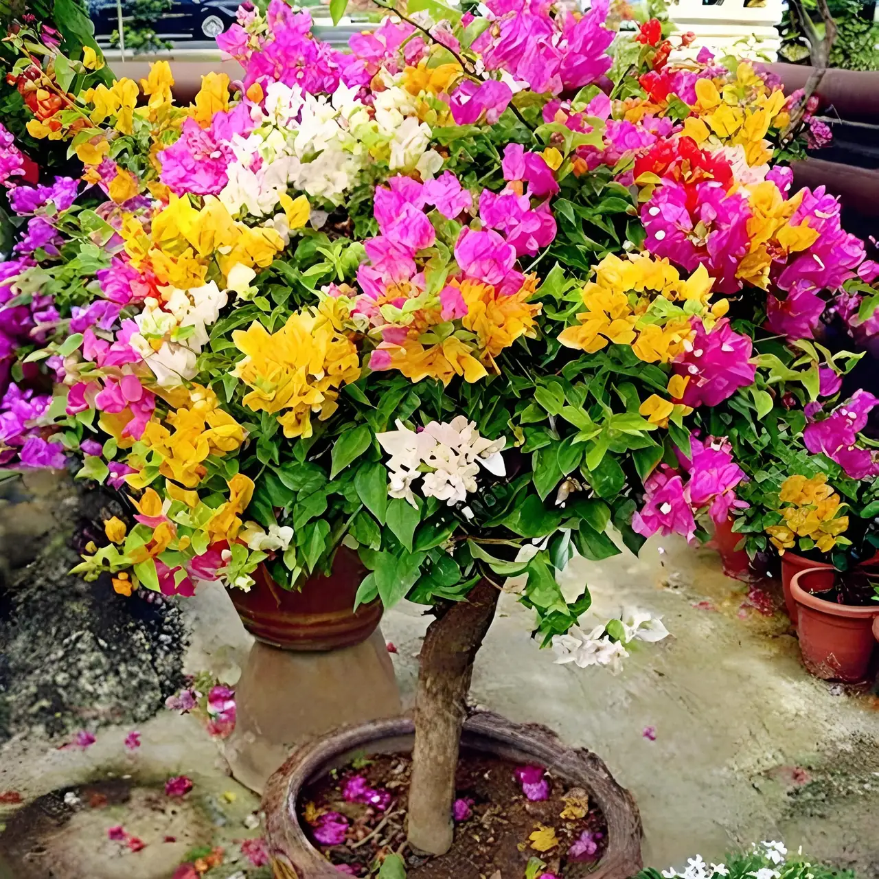 Bougainvillea’s Flower Language: Unraveling Symbolism and Cultural Ties