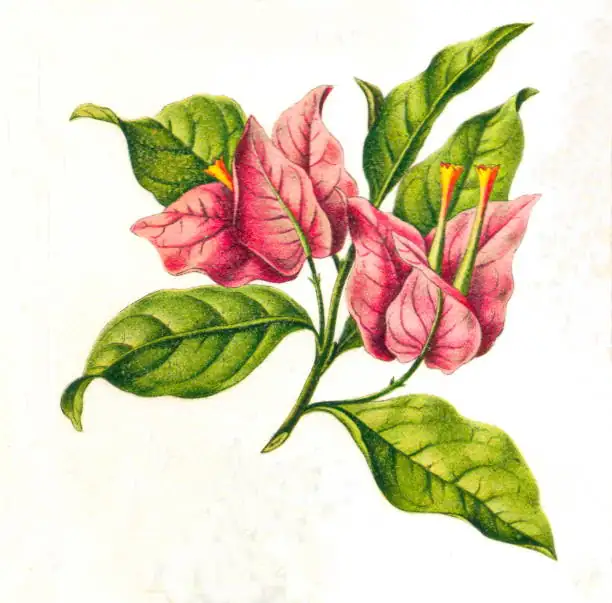 bougainvillea historical illustration