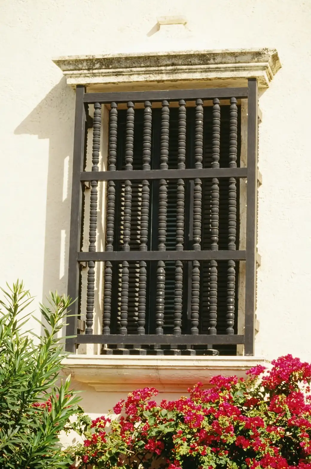 bougainvillea sunlit window