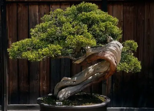 Growing Bougainvillea Bonsai: Master the Art of Miniature Gardening