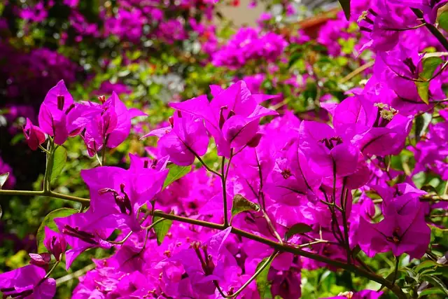 bougainvillea bracts close-up